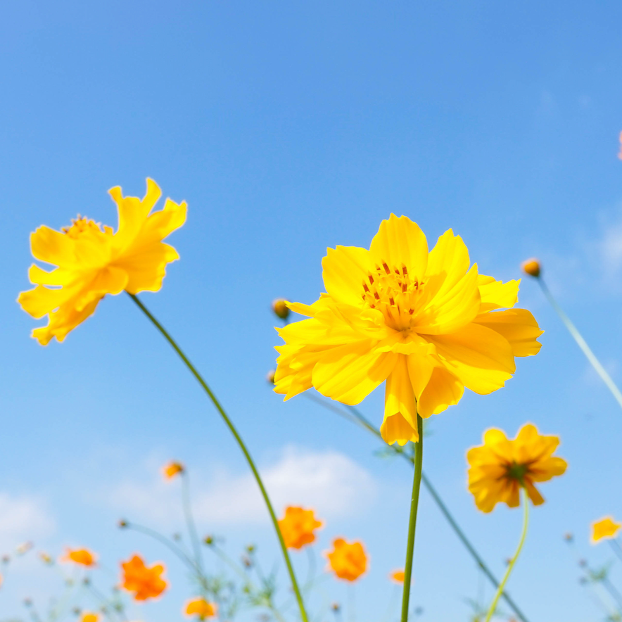 Bright yellow sulphur cosmos flowers blooming in a garden