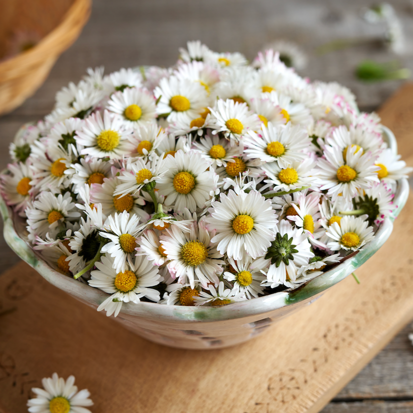 Close-up of English White Daisy (Bellis Perennis) flower with white petals and yellow center in garden setting