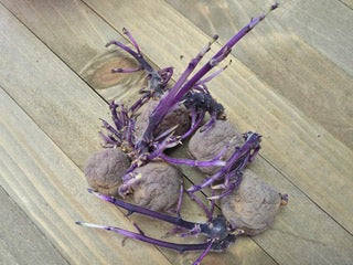Organic Jester potato seed, early-season round potato from SeedsNow-Potatoes, showing fresh, healthy seed tubers ready for planting.