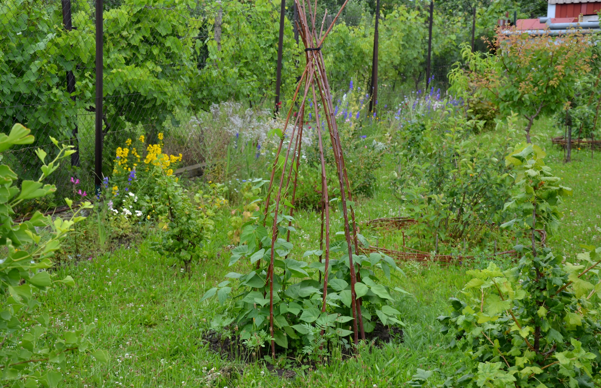 Vine teepee garden structure with climbing plants and mixed seed varieties for vertical gardening.