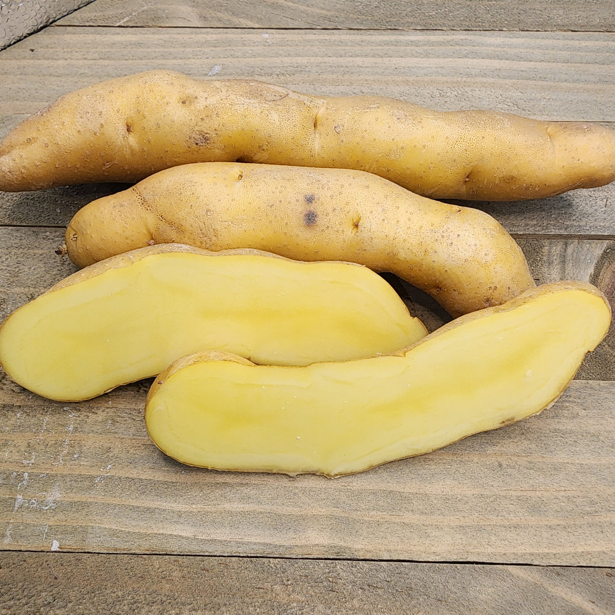 Potato, Fingerling (Late-Season) - Russian Banana (Organic) *pre-order*