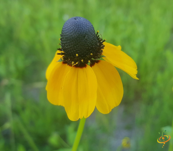 Wildflowers coneflower scatter garden seed mix with clasping leaves, vibrant purple petals, and green foliage, ideal for wildflower gardens.
