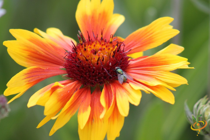 Gaillardia aristata wildflowers from SeedsNow Exotic Mountain Scatter Garden Seed Mix, showing vibrant, colorful blooms in a natural setting.