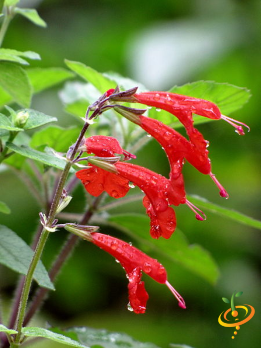 Scarlet sage wildflower mix with hummingbird and butterfly attractant from SeedsNow, featuring vibrant red, purple, and orange blooms.