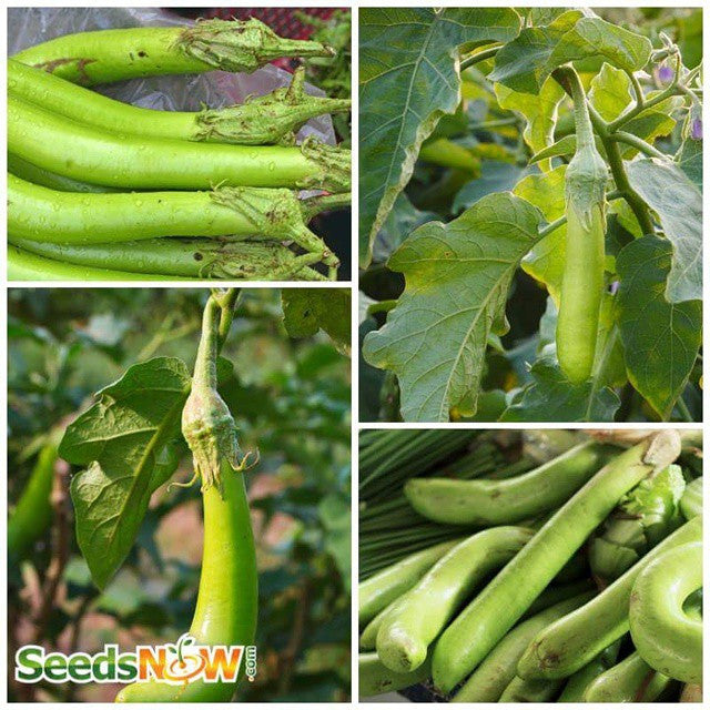 Long green Louisiana eggplant (aubergine) seed packet from SeedsNow, featuring vibrant, elongated eggplants ready for planting.