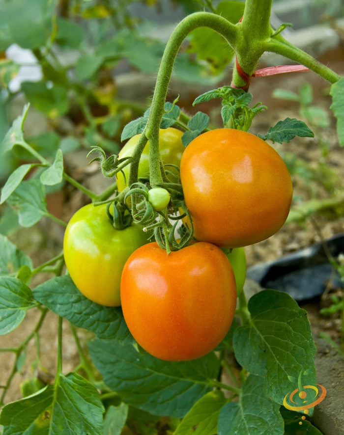 Golden Sunray indeterminate tomato seeds from SeedsNow, showing vibrant ripe tomatoes on the vine in a garden setting.