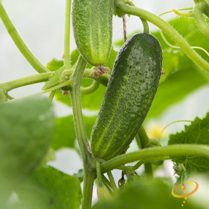 Order Space Master Cucumber seeds online from the USA. Space-saving cucumbers for containers! Open-pollinated USA-quality, Heirloom, NON-GMO organic seeds & more!