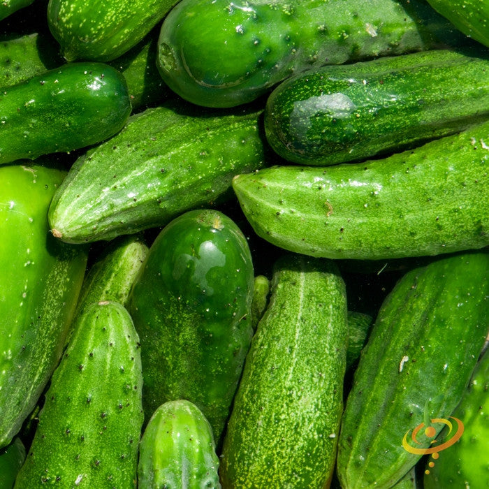Buy National Pickling Cucumber seeds online in USA! Pickling & slicing