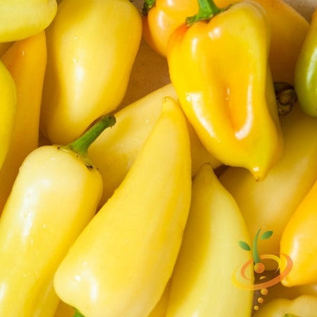 Pepper (Hot) - JalapeΓ±o, Yellow (Caloro) π₯ - SeedsNow.com