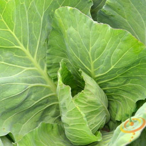 Shop Vates Collard Green seeds to buy online in the USA. Tender, Easy to grow! Open-pollinated, USA-quality, Heirloom, NON-GMO organic seeds & more.