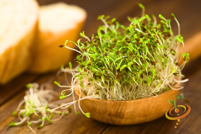 Alfalfa sprouts microgreens fresh green shoots in wooden bowl with bread background