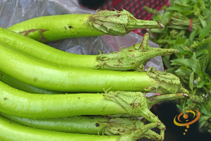 Long green Louisiana eggplant (aubergine) seedling from SeedsNow, showing healthy, elongated vegetable with vibrant green skin.