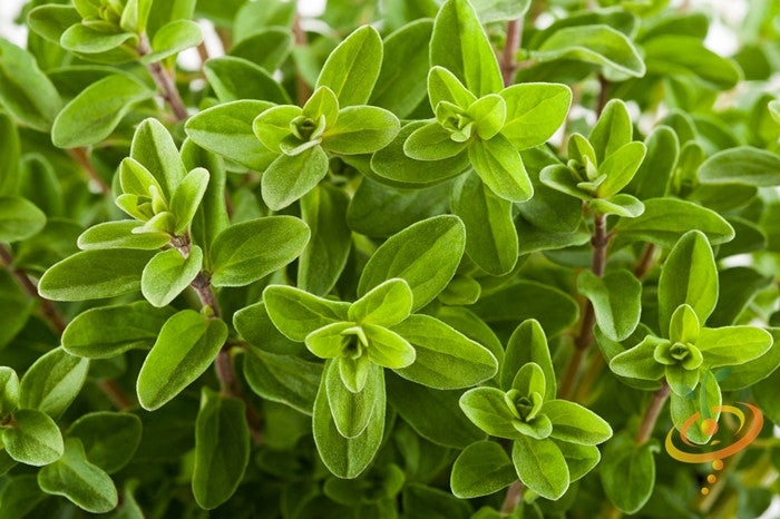 Marjoram, Sweet.