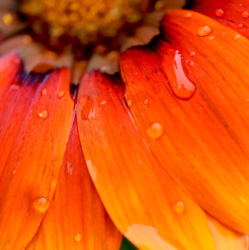 African Daisy Flake flower seed from SeedsNow-Flowers, showing vibrant yellow petals and green foliage in a close-up image.