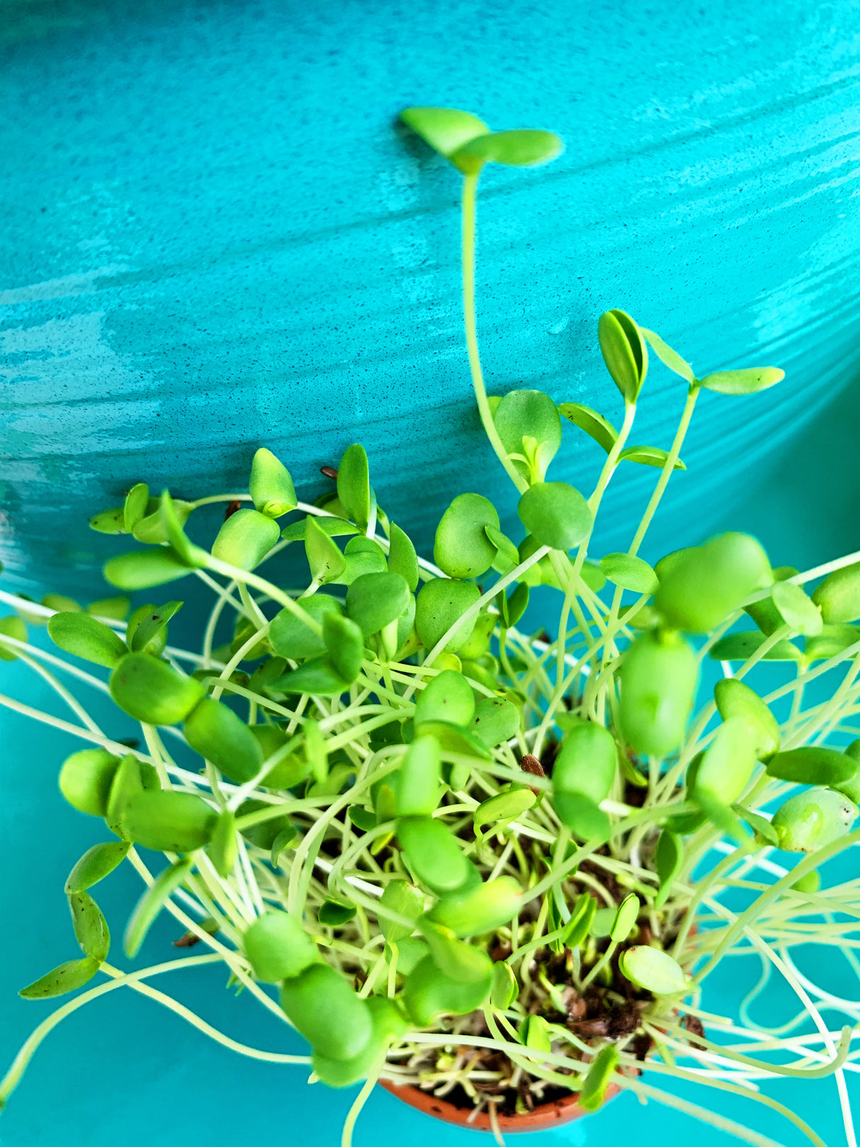 Close-up of vibrant green sprouts of flax microgreens growing in a cluster on a bright blue background