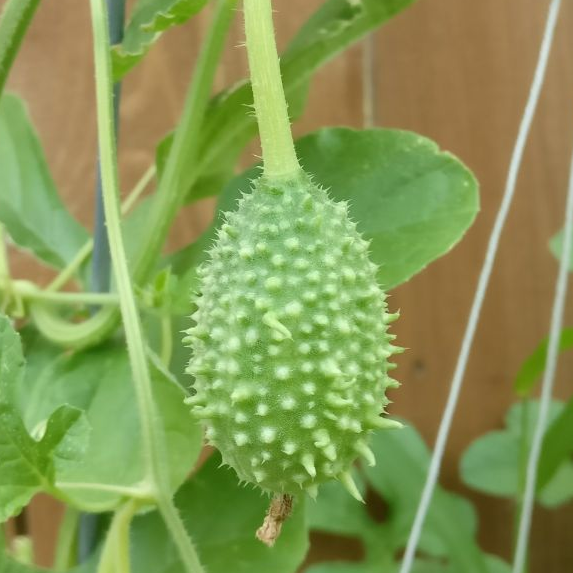 West Indian Burr Gherkin cucumber seeds from SeedsNow, small green cucumbers known as cucamelons or burr gherkins.