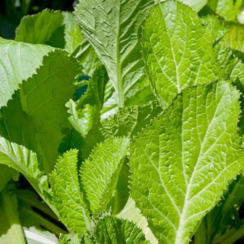 Close-up of vibrant green mustard greens grown from Florida Broadleaf seeds