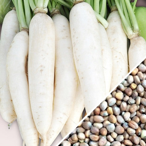 White Icicle radishes with green tops and close-up of radish seeds for planting