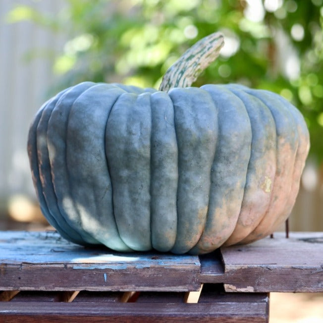 Fresh Queensland Blue winter squash seeds from SeedsNow, showing vibrant blue-green squash with smooth skin and sturdy stems.