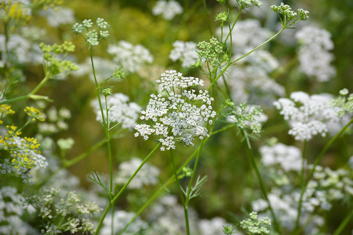 Fresh cumin seeds from SeedsNow, showing vibrant cumin plant seeds and green foliage in natural light.
