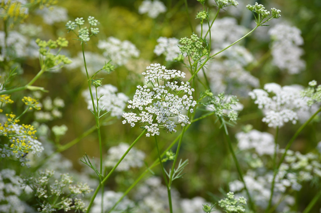 Fresh cumin seeds from SeedsNow, showing green cumin plant seeds with small, oval-shaped, aromatic cumin seeds.