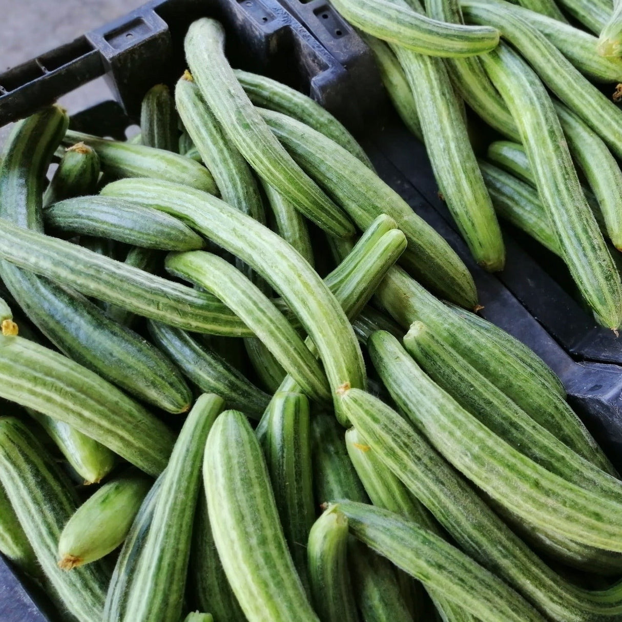 Armenian Long Green (Metki Serpent Melon) Cucumber seeds online in USA