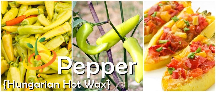 Pepper - Hungarian Hot Wax.