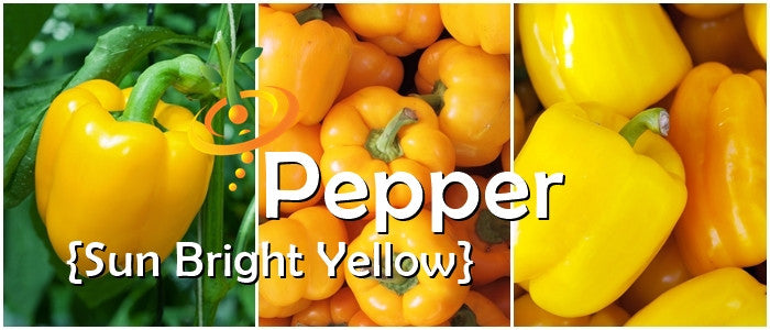 Sunbright Yellow sweet peppers fresh on plant and in a pile showcasing bright yellow color and blocky shape