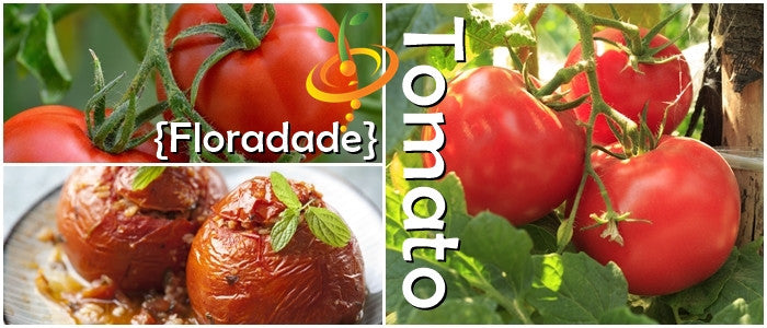 Healthy tomato plant with green foliage and developing fruit, grown from Floradade determinate tomato seeds by SeedsNow.
