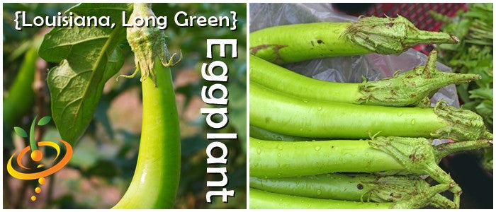 Long green Louisiana eggplant (aubergine) seeds from SeedsNow, showing vibrant elongated eggplant with lush green stems and leaves.