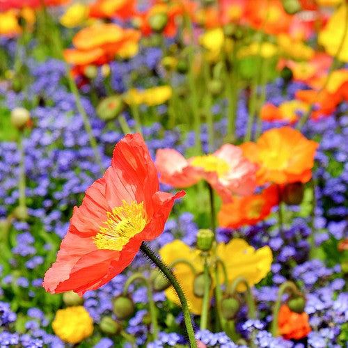 Purchase Poppy Wildflowers Scatter Garden Seed Mix online from USA for easy cultivation and vibrant visual impact. Ideal for gardens, meadows, & ecological projects.