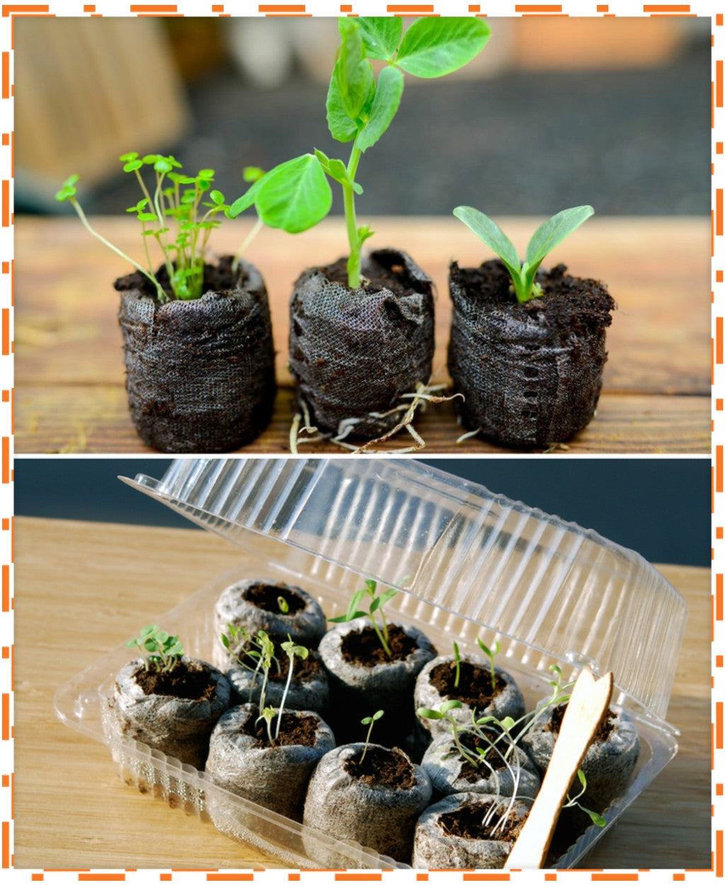 Seed starter kit with seedlings in soil pods and plastic container for indoor planting