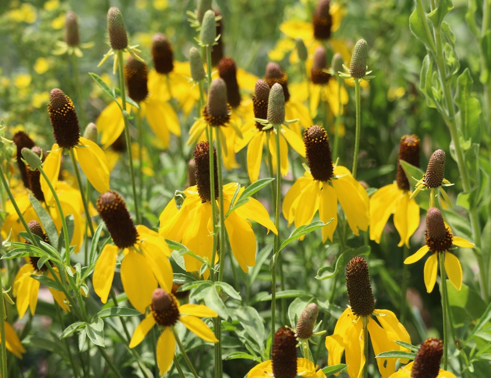 Yellow Prairie Coneflower flower seeds from SeedsNow, showing vibrant yellow petals and dark central cone on a sunny background.