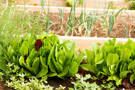 Plant these seeds in the Summer (July & August) for a Fall/Winter Harvest!