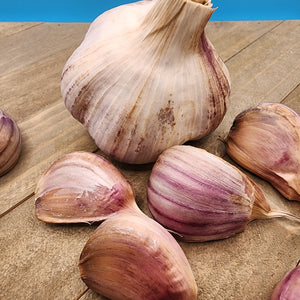 Garlic - (Hard Neck) Russian Red
