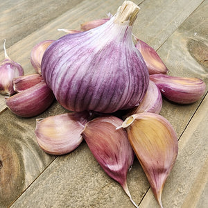 Garlic - (Hard Neck) Chesnok Red