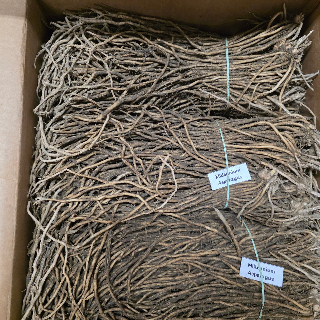 Asparagus (Crowns/Roots) - Millennium