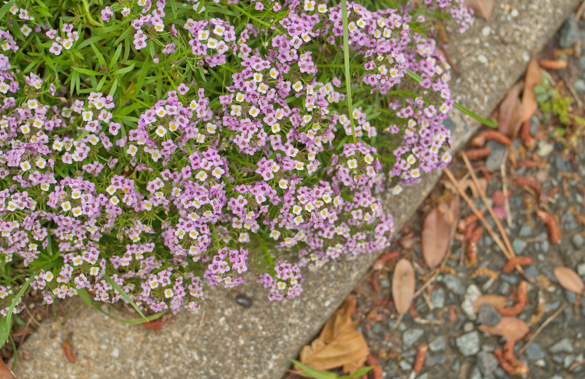 Alyssum, Royal Carpet Flowers