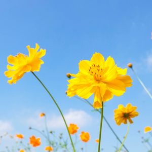 Cosmos, Yellow Sulphur Flowers