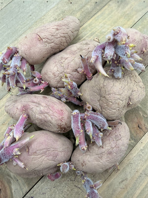 Organic French Classic Fingerling potato seed from SeedsNow-Potatoes, showing small, elongated, finger-shaped potato tubers.