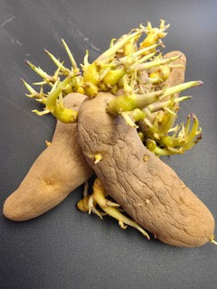 Organic Russian Banana fingerling potato seed from SeedsNow-Potatoes, showing elongated, yellow-skinned potato tubers.