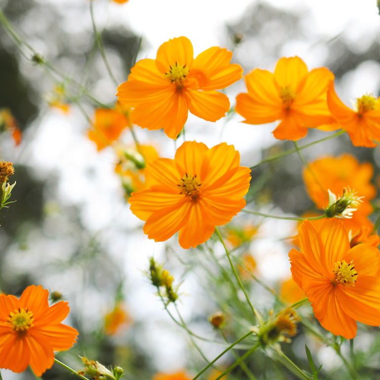 Cosmos, Orange Sulphur Flowers