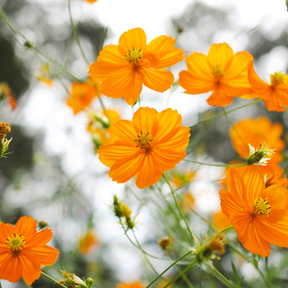 Orange Cosmos flower seeds from SeedsNow.com, showing vibrant orange flower clusters and green foliage.
