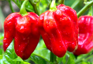 *NEW!* SUPER HOT PEPPERS! 🥵🔥🌶️ Garden Variety Pack