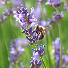 Lavender Vera flower seeds from SeedsNow, showing small seed packets with lavender flower illustrations on white background.