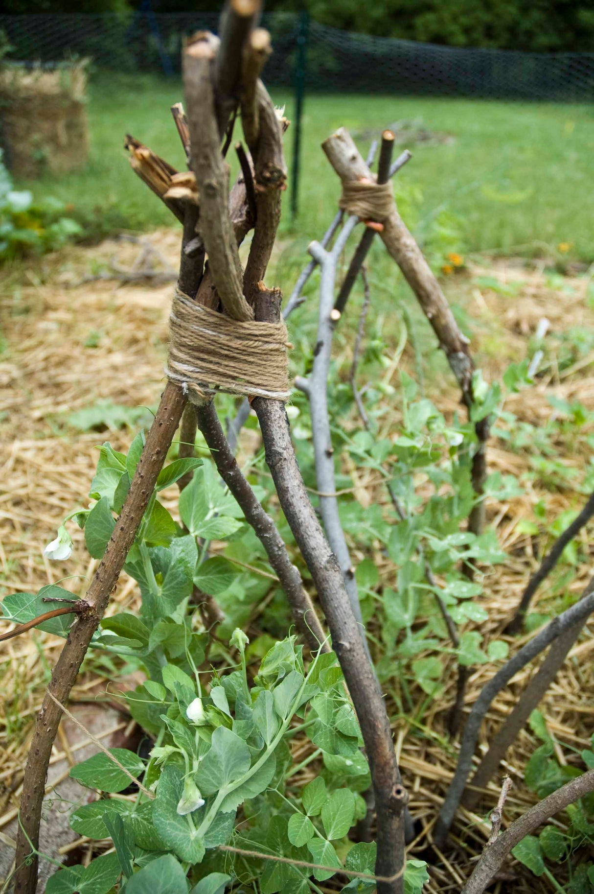 All-in-One Vine Teepee Variety Pack