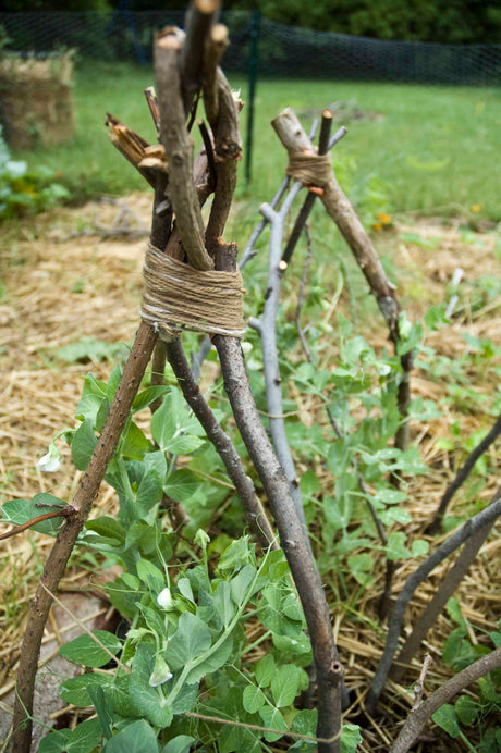 All-in-One Vine Teepee Variety Pack from SeedsNow-SeedBanks, featuring colorful teepees with climbing vines and plant supports.