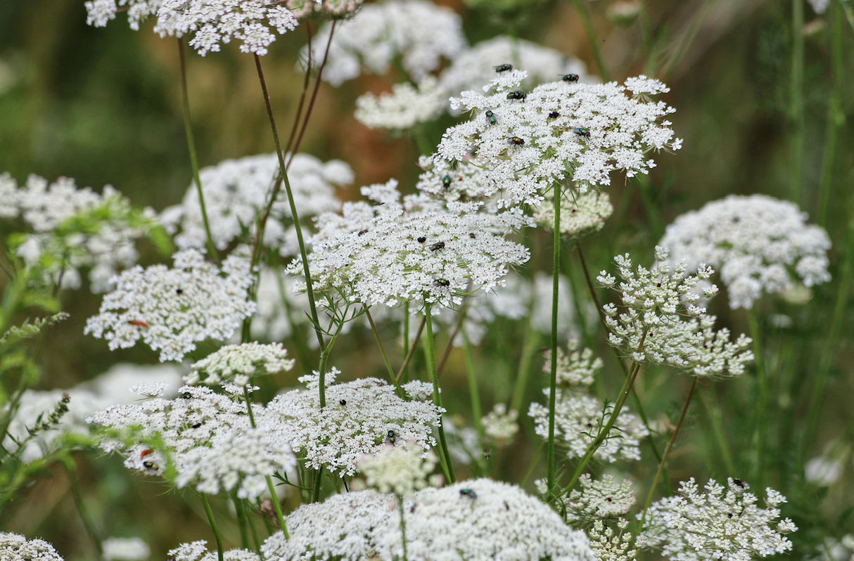 Queen Anne's Lace Flowers