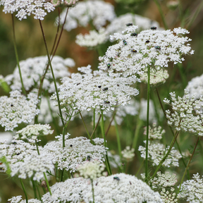 Queen Anne's Lace flower seeds by SeedsNow-Flowers, showing fresh seed packets with images of delicate, lacy white flower blooms.
