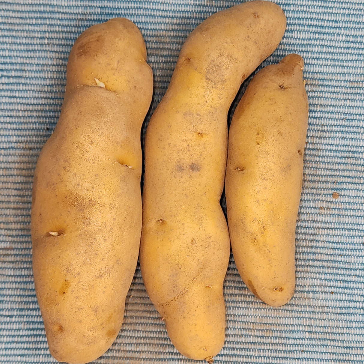 Potato, Fingerling (Late-Season) - Russian Banana (Organic)